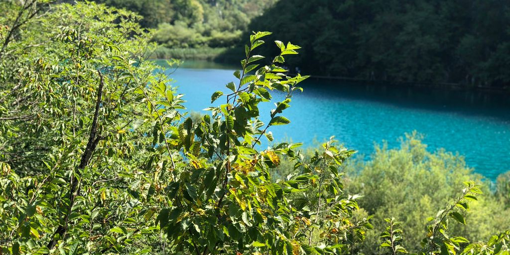 green leaves near body of water during daytime